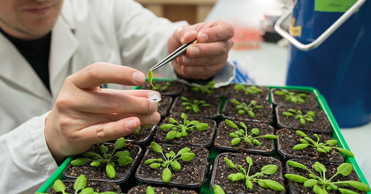 Wageningen University Launches PlantBased Meat Research The Good