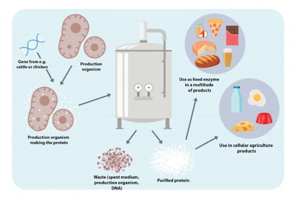 Cultivating meat infographic