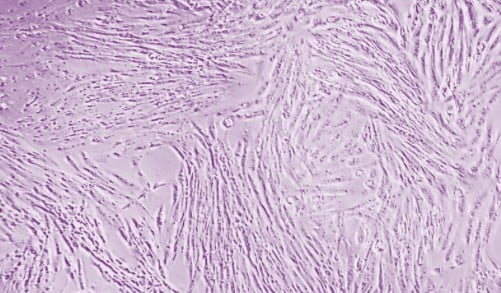 Meet gfi scitech director david welch 5 Turkey cells under a microscope