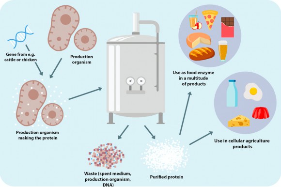 Gfi challenges stanford students to change food 3 Meat cultivation process