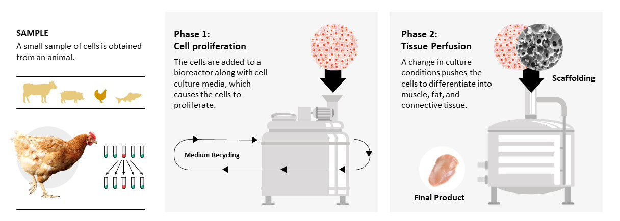 Cultivated meat production process graphic